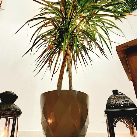 Css Comfy Smart Superior By King's Palace *