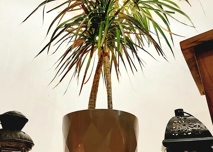 Css Comfy Smart Superior By King's Palace *